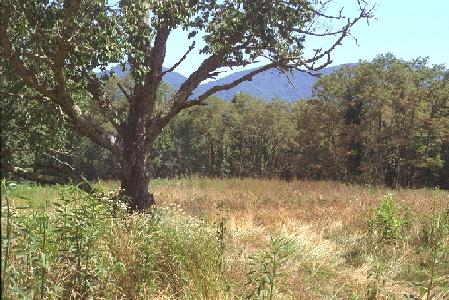 Cameron's Cabin Site - From Book