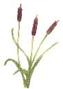 Cattails